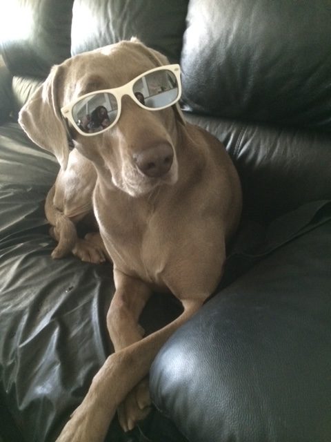 A Weimaraner sits on the couch wearing a person's sunglasses