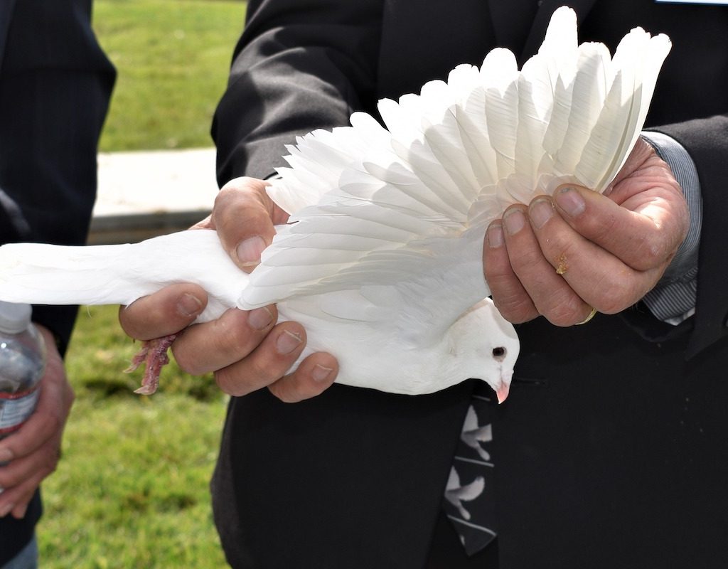 White homing pigeon being held by his owner