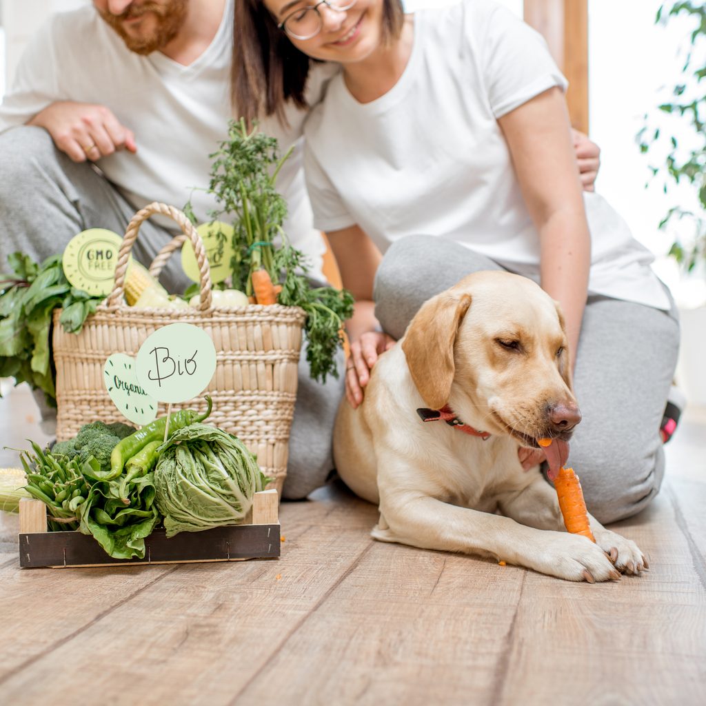 Yellow Lab eating a carrot