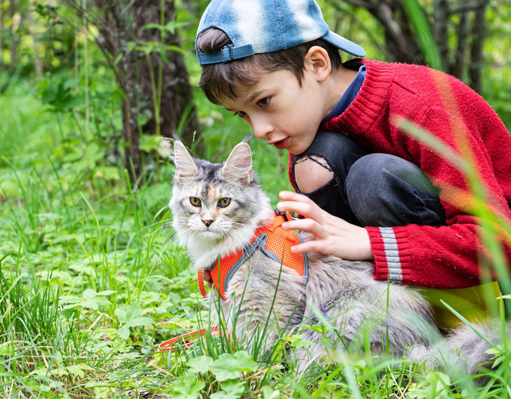 Young boy outside with a Maine coon cat in a harness.