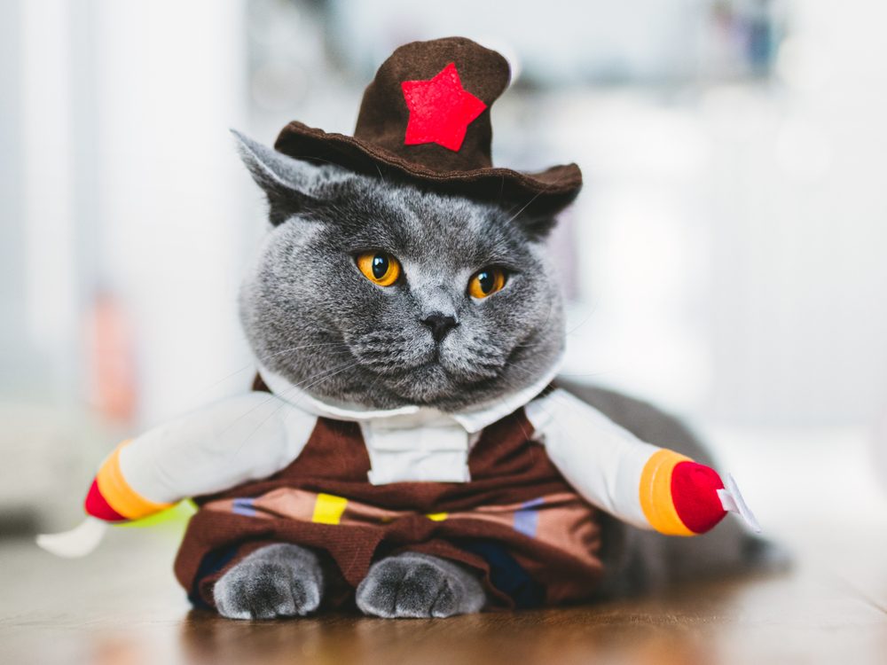 A gray cat with amber eyes wears a sheriff costume.