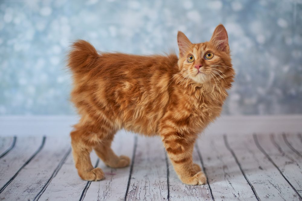 An American Bobtail kitten with amber eyes standing on a wood plank floor.