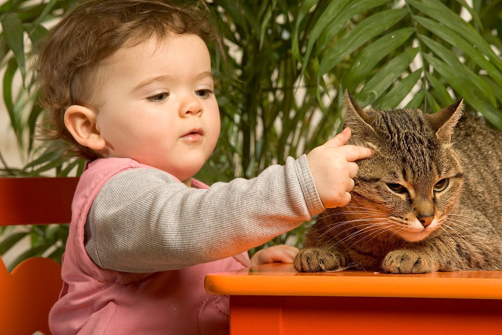 A baby pets a brown tabby cat.