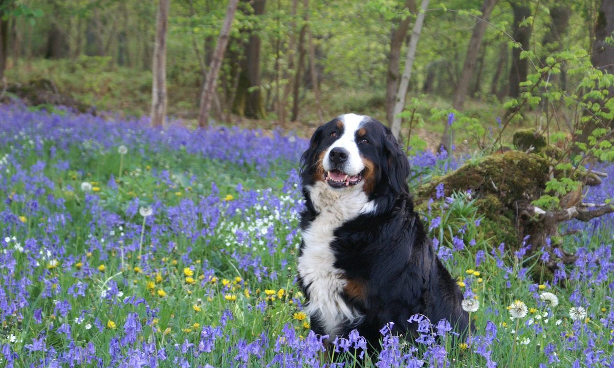 A Bernese mountain dog sits in a field of wildflowers, looking happy