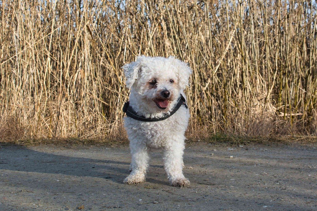 A Bichon Frise standing in front of a field of reeds.