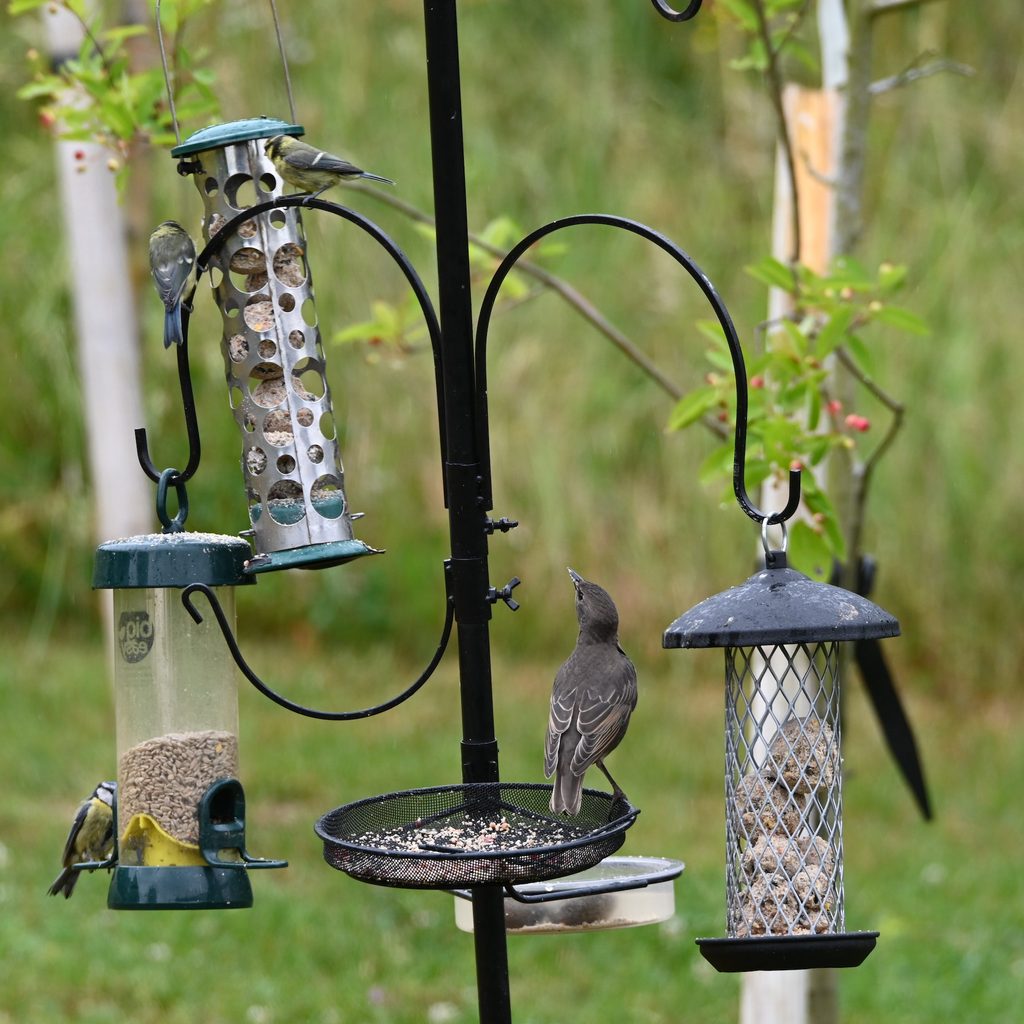 Birds at multiple feeders in a yard