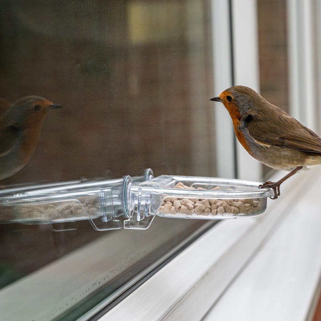 Bird perches on a window feeder