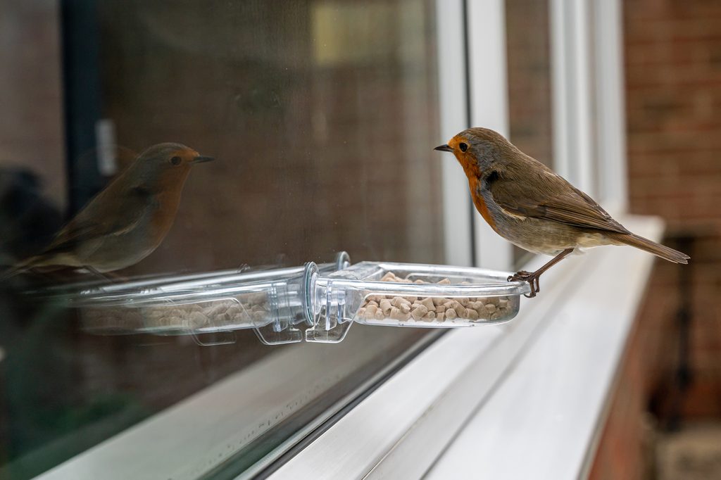 Bird perches on a window feeder