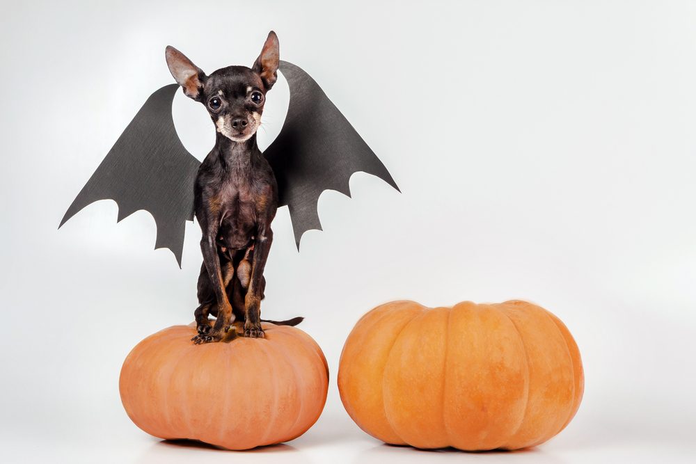 A Black and Tan Chihuahua wearing black bat wings sits perched on top of an orange pumpkin.