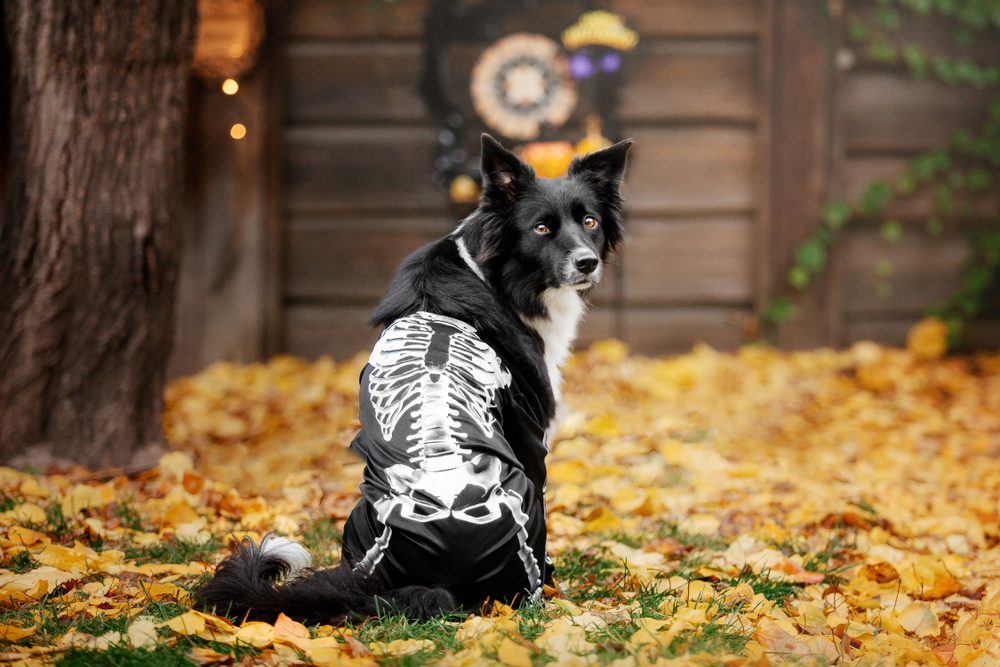 A black and white Border Collie wearing a skeleton costumes sits outside in a yard of autumn leaves.