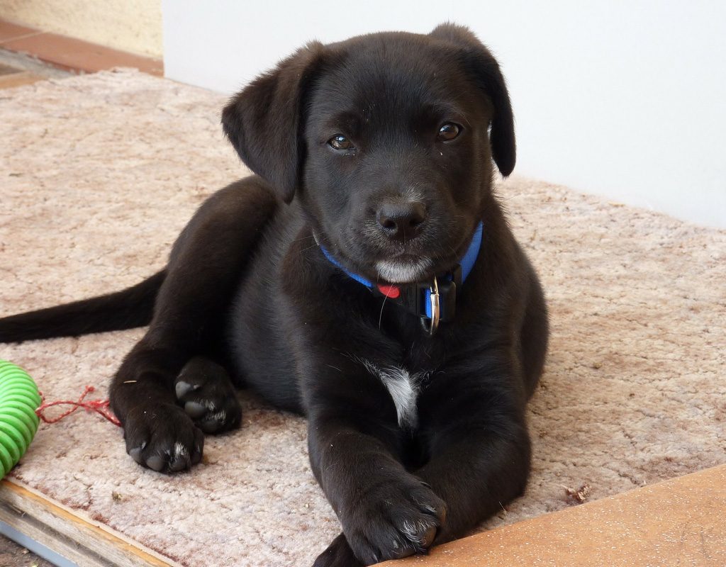 Black Labrador retriever puppy laying on rug.