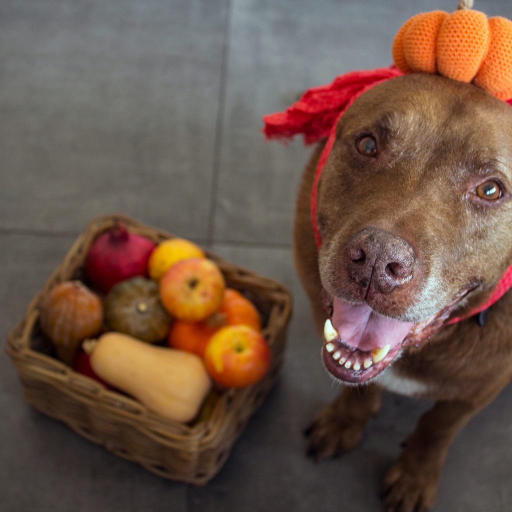 A brown dog wearing a pumpkin headband poses next to a box of autumn vegetables