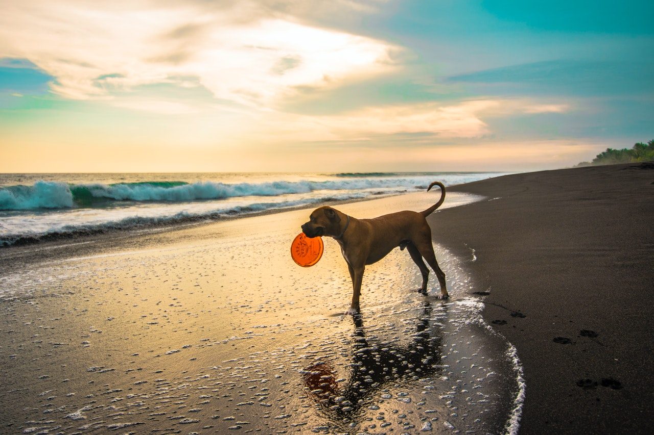 A brown dog clutches an orange Frisbee in his mouth as he stands near the ocean.
