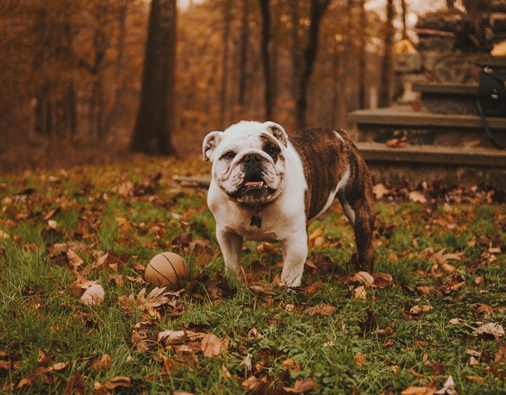 A bulldog playing with a ball.