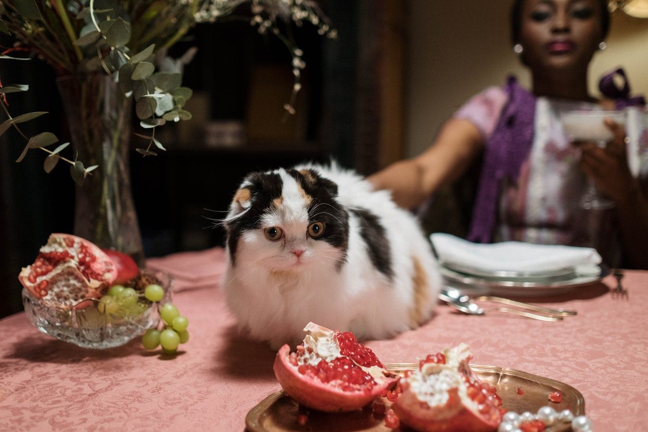 A long-haired cat sits on a table surrounded by fruit.