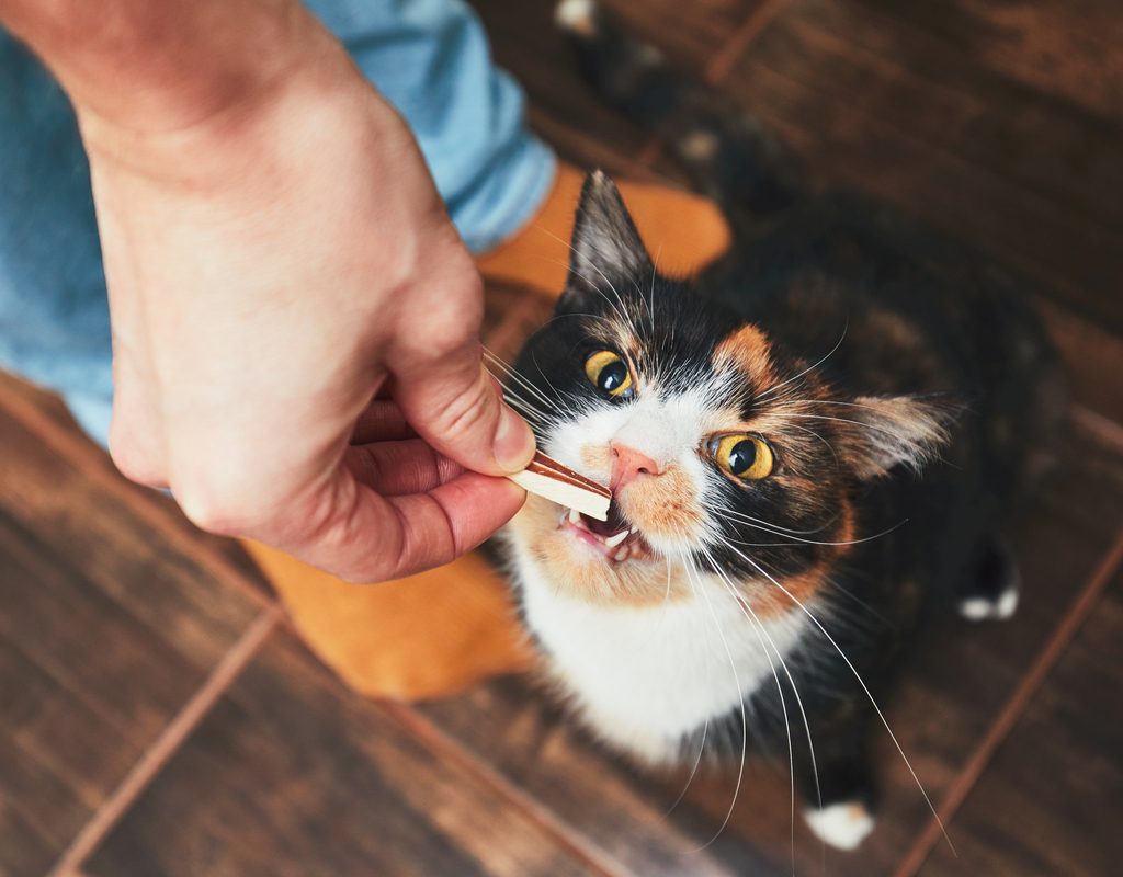 A cat stretching up to eat a treat out of a person's hand