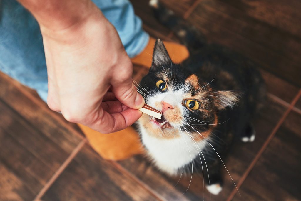 A cat stretching up to eat a treat out of a person's hand