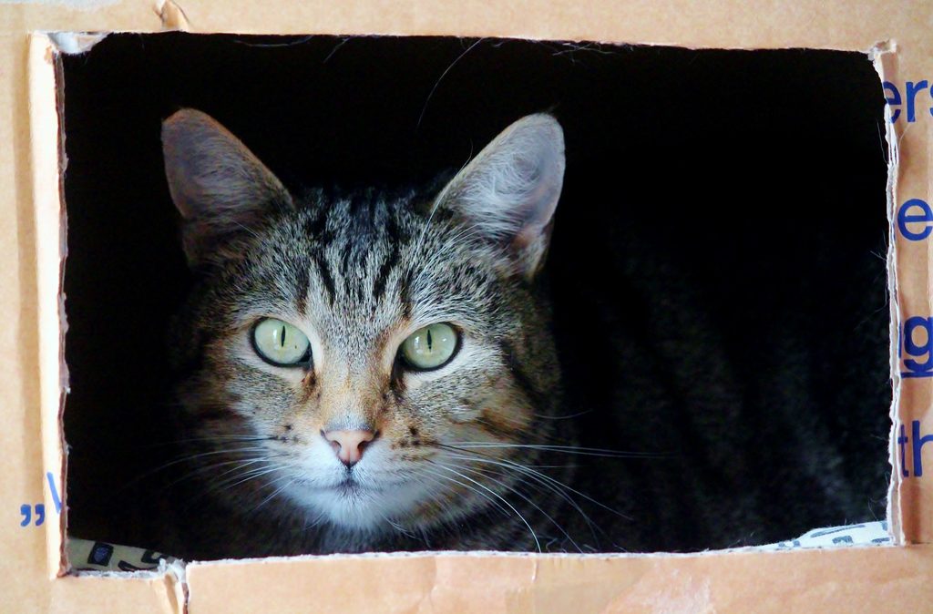 Cat sitting inside of a cardboard box