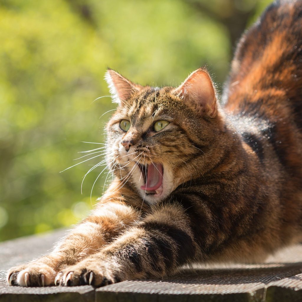 Tiger cat yawning and stretching in the sun