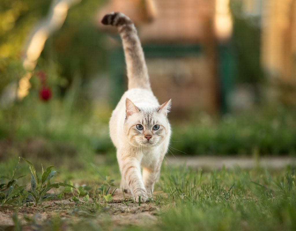 Cat with a long tail walking through a yard