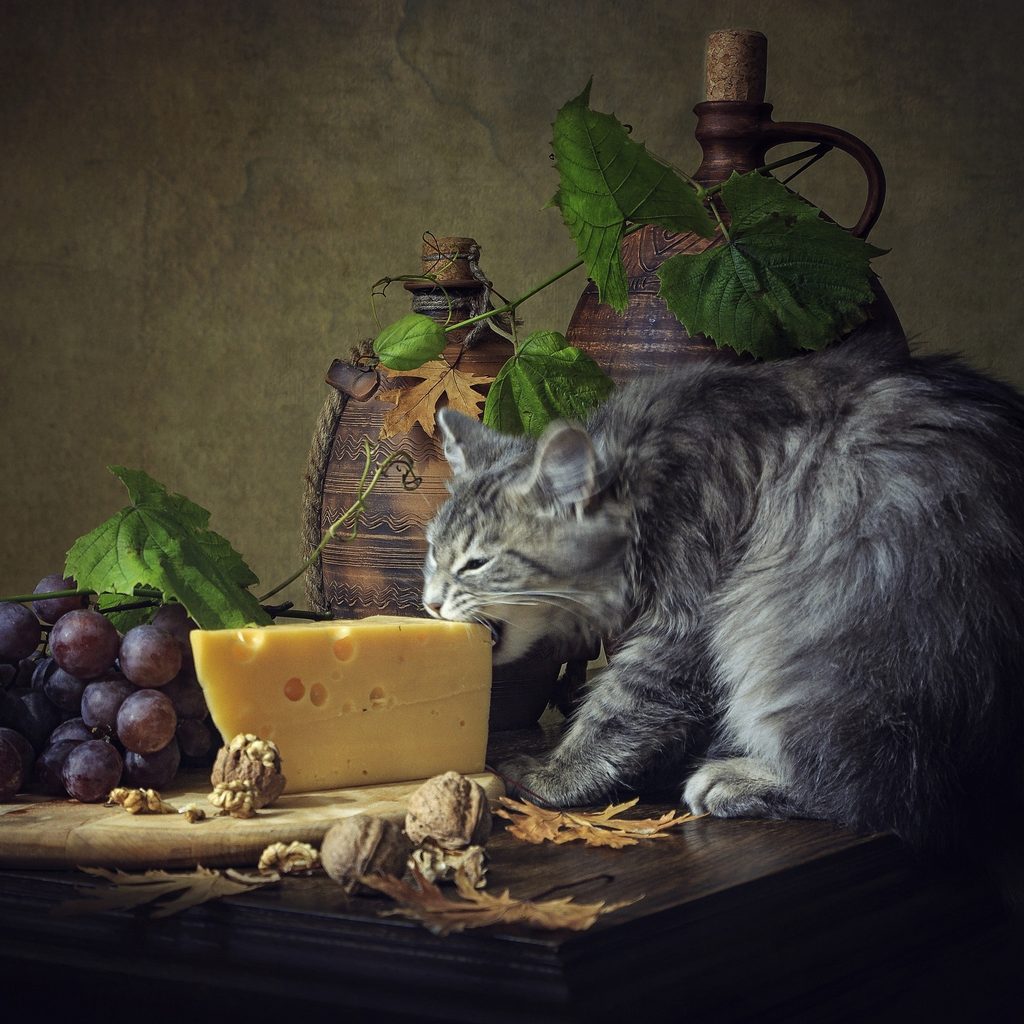 A cat munches on a piece of cheese
