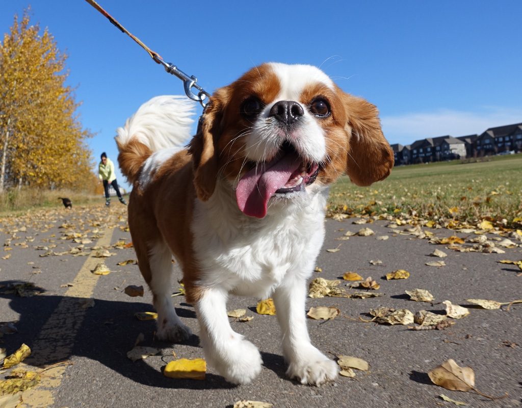 Cavalier King Charles spaniel going for a walk.
