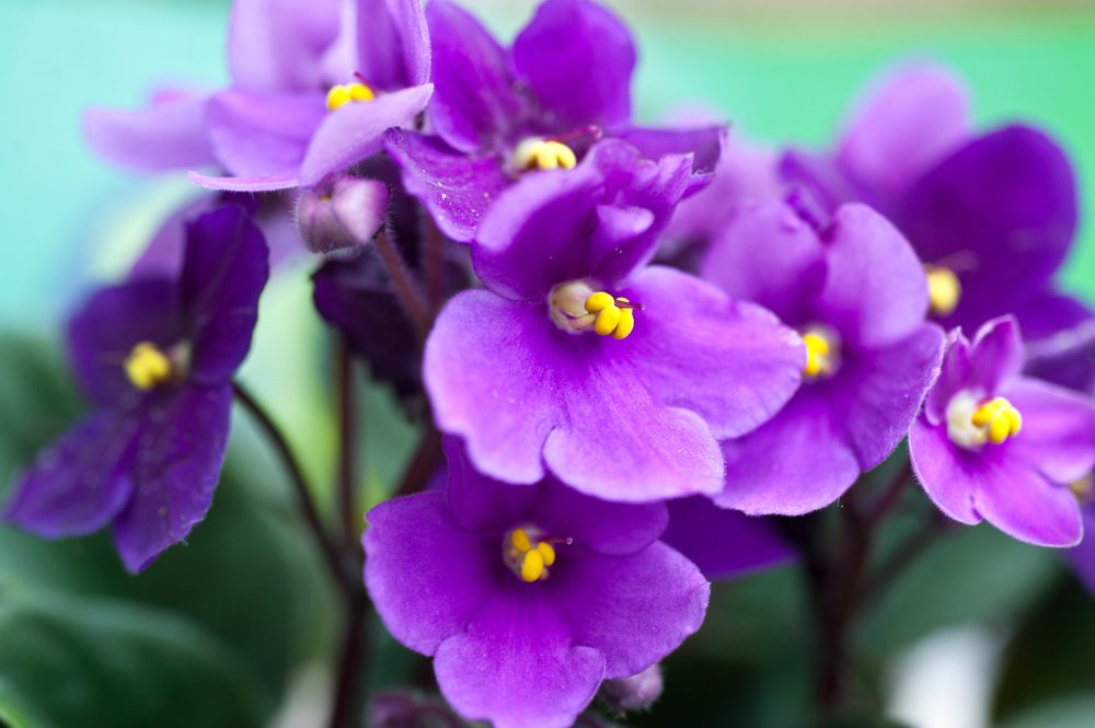 A close-up shot of dark purple African violet flowers.