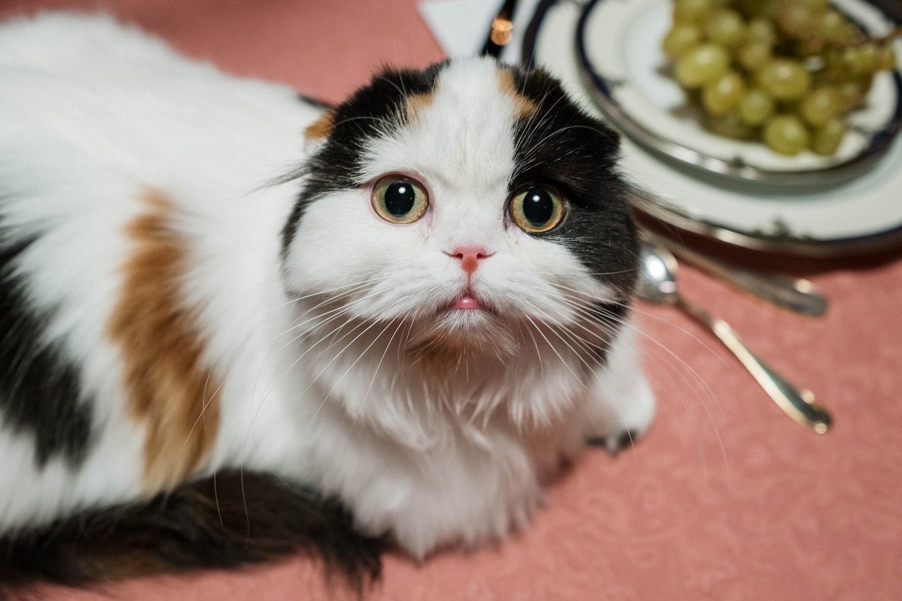 A close-up of a long-haired cat sitting on a dining room table.