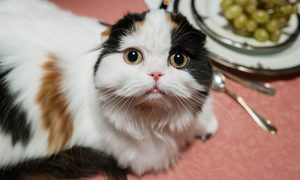 A close-up of a long-haired cat sitting on a dining room table.