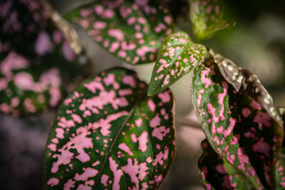A close-up shot of pink and green polka dot plant leaves.