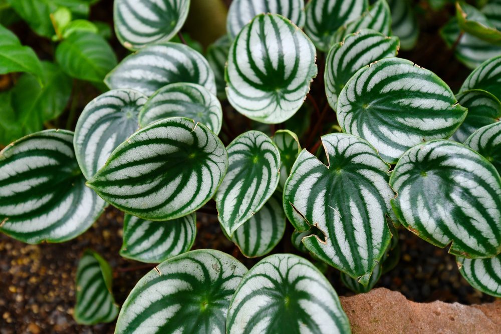 A close-up of watermelon peperomia leaves.