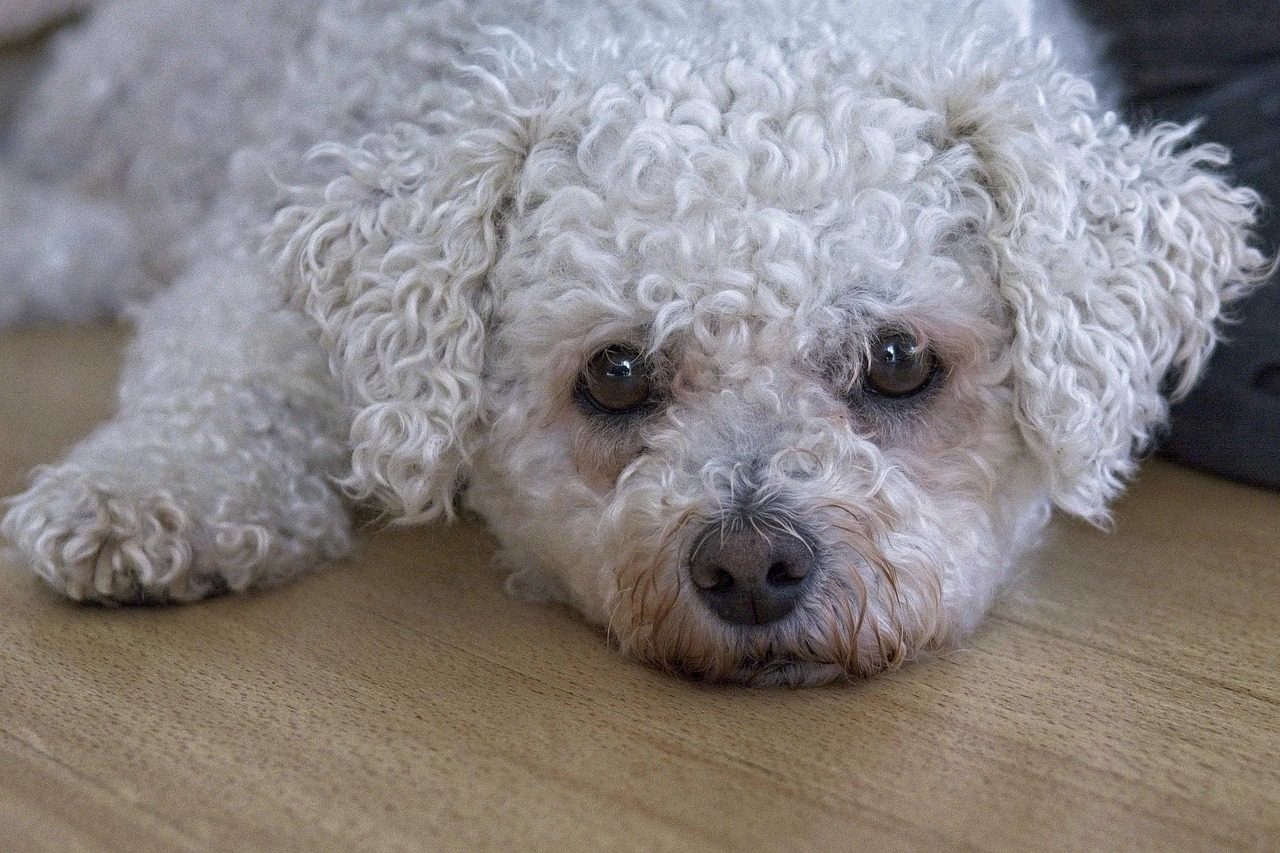 A closeup of a Bichon Frise lying on a wooden floor.