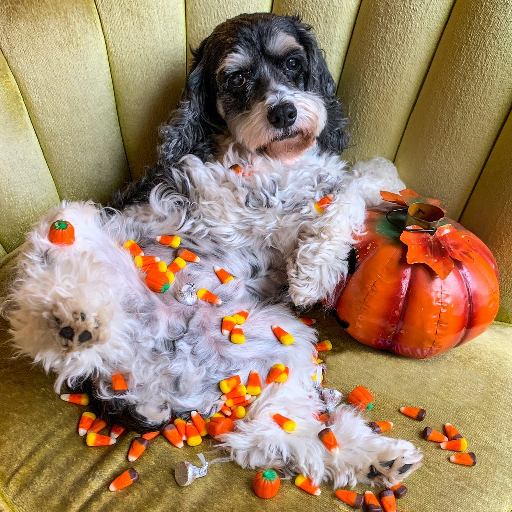 A cockapoo lies on their back on a chair, covered in Halloween candy