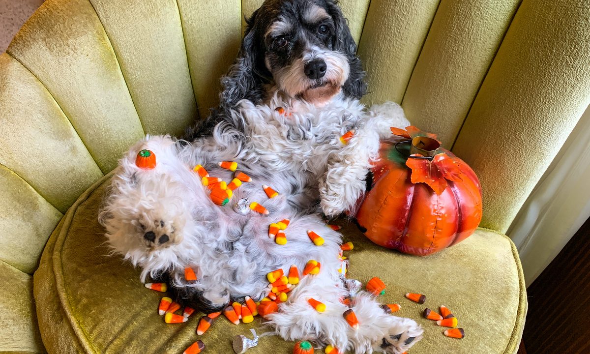 A cockapoo lies on their back on a chair, covered in Halloween candy