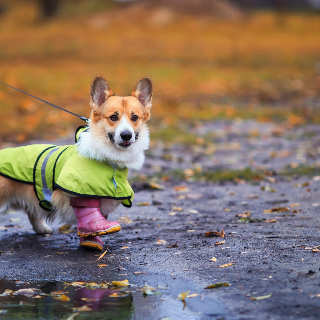 A corgi in a raincoat and rainboots walks through a puddle