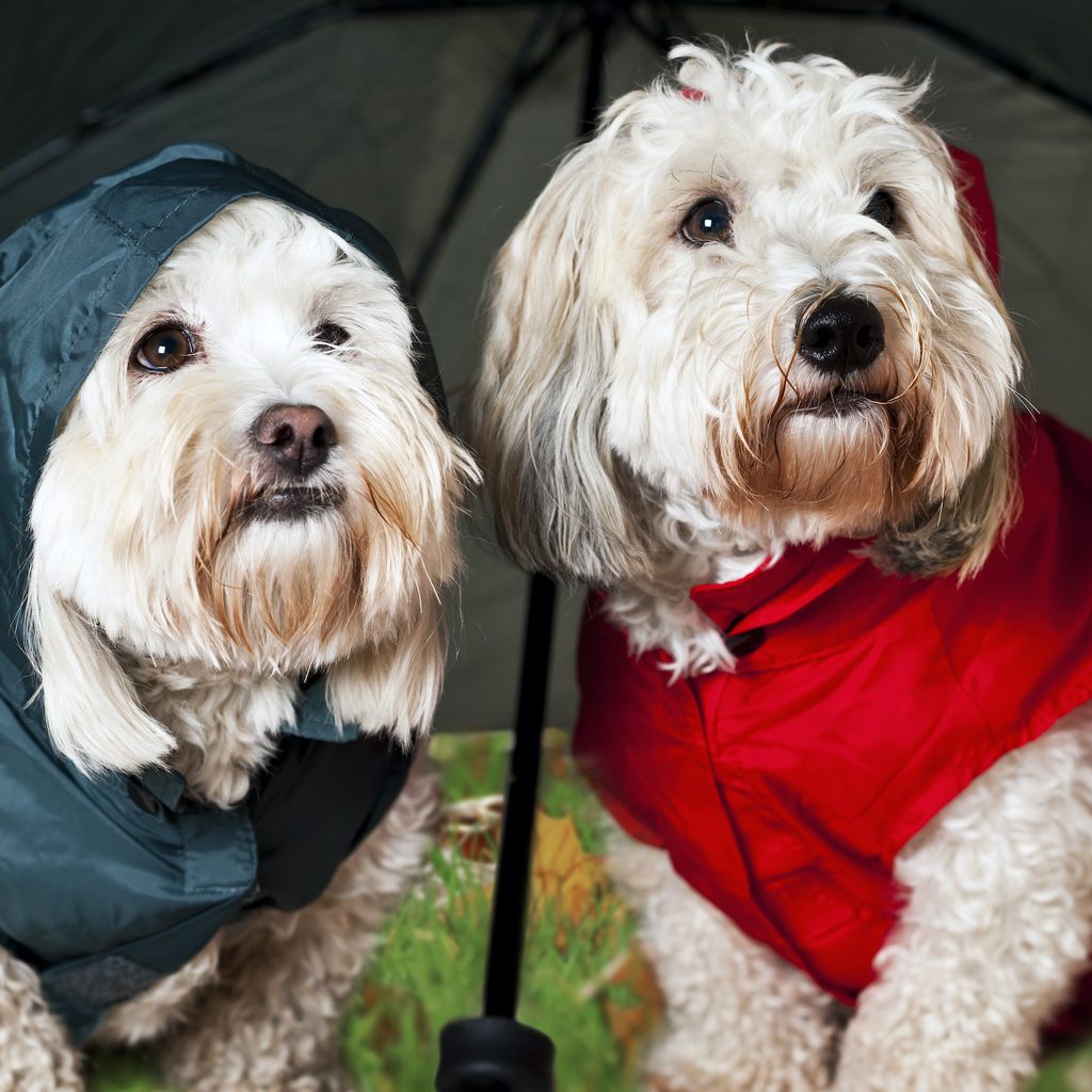 Two Coton de Tulear dogs wearing raincoats standing under an umbrella