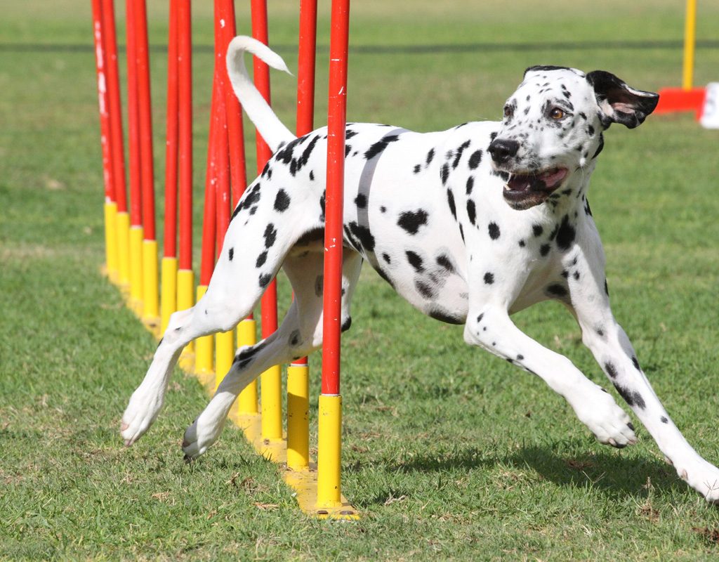 Dalmatian going through weave poles.