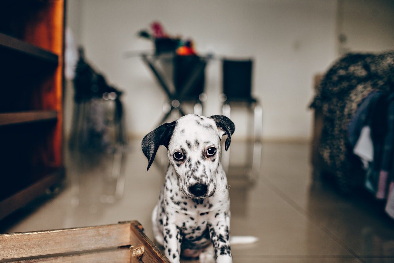 A Dalmatian puppy sitting beside a wooden crate hangs his head.
