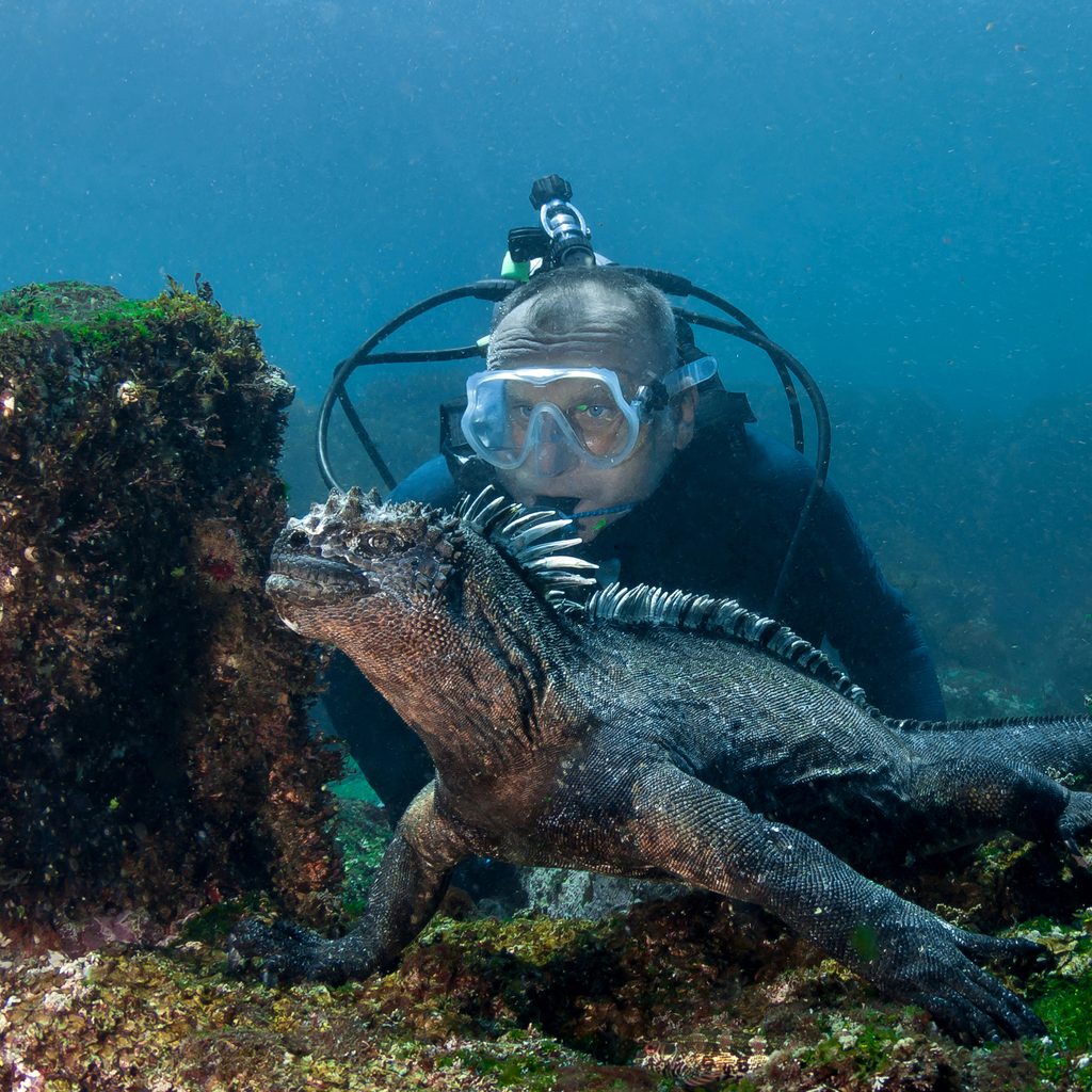 Diver looks at underwater marine iguana