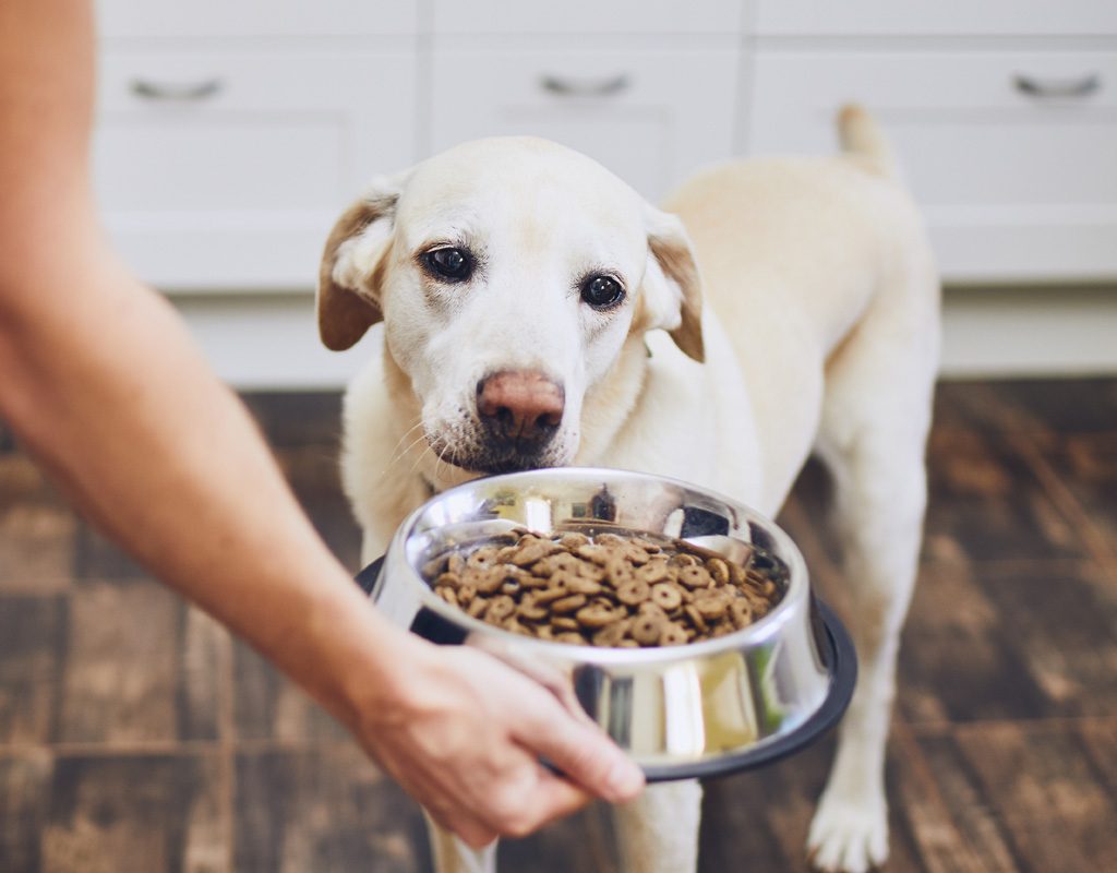 Dog looking at dish full of food.