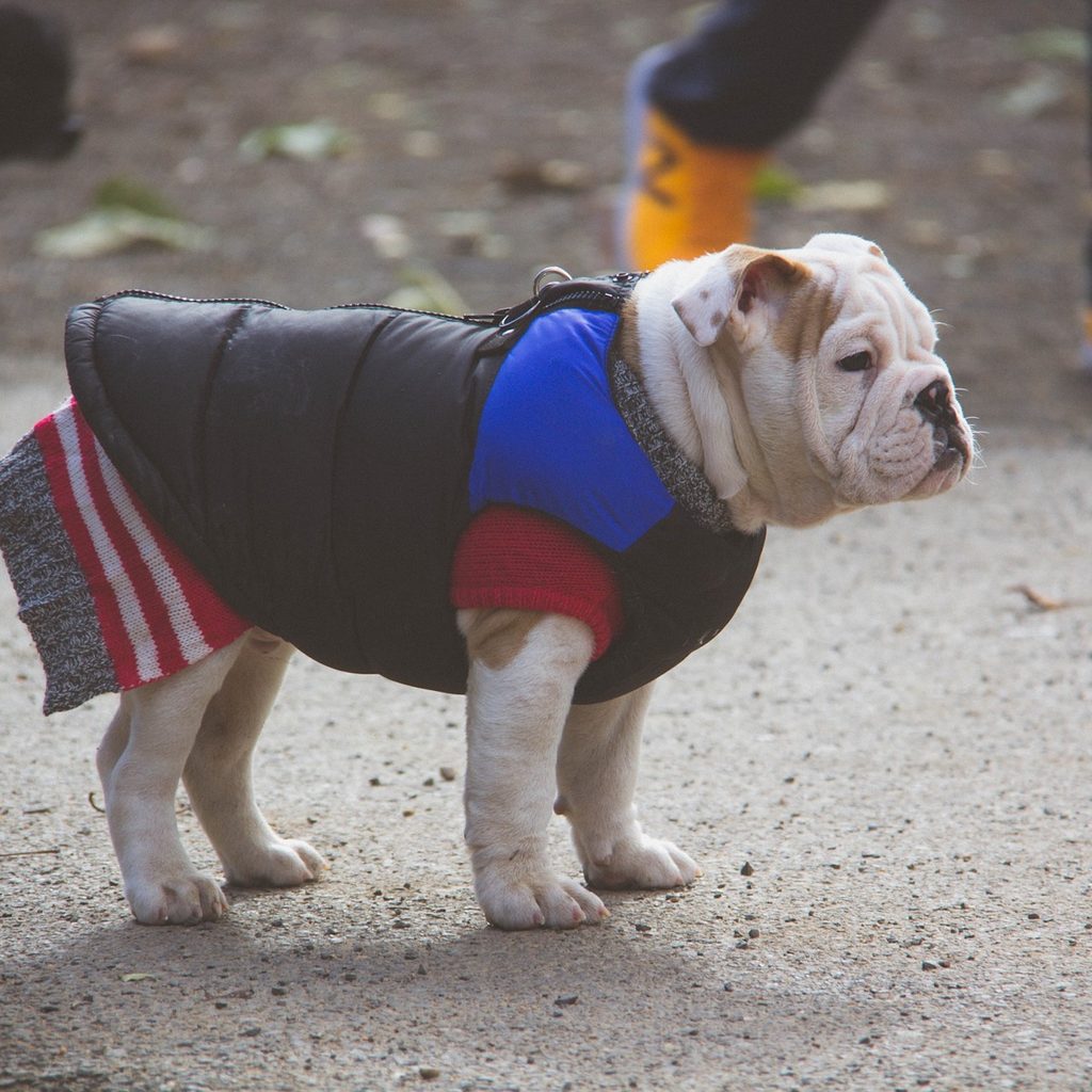 An English Bulldog Wears a Sweater and Vest
