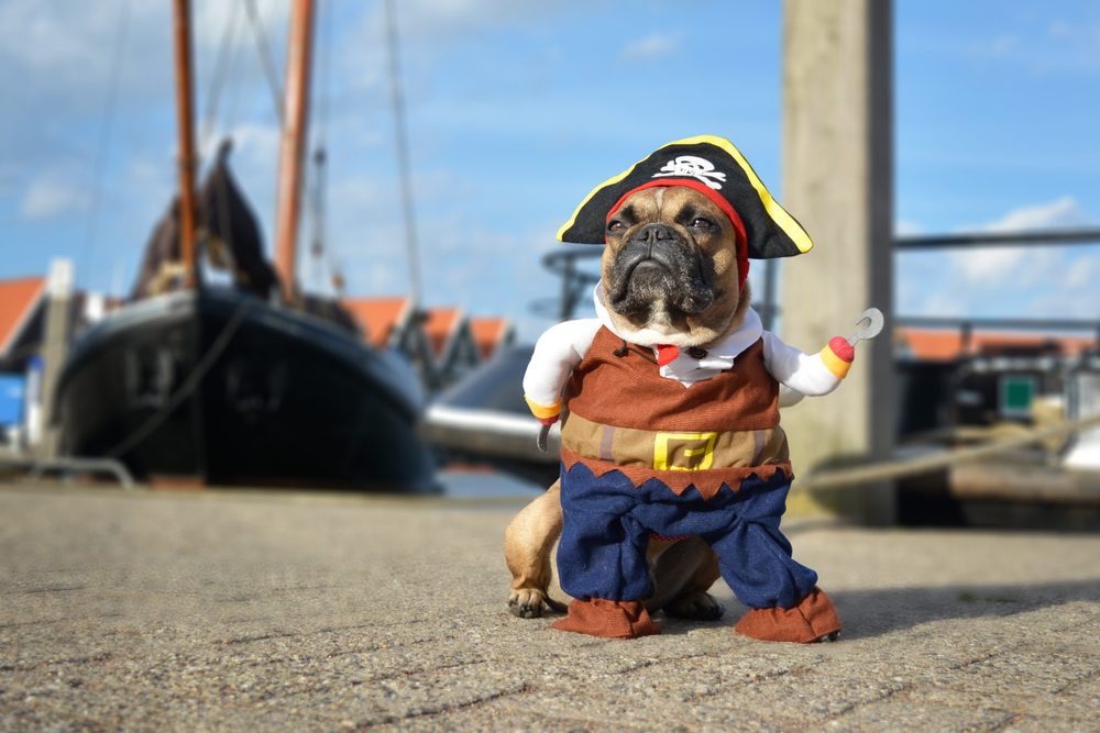 A brown French Bulldog dressed as a pirate standing on a ship's dock.