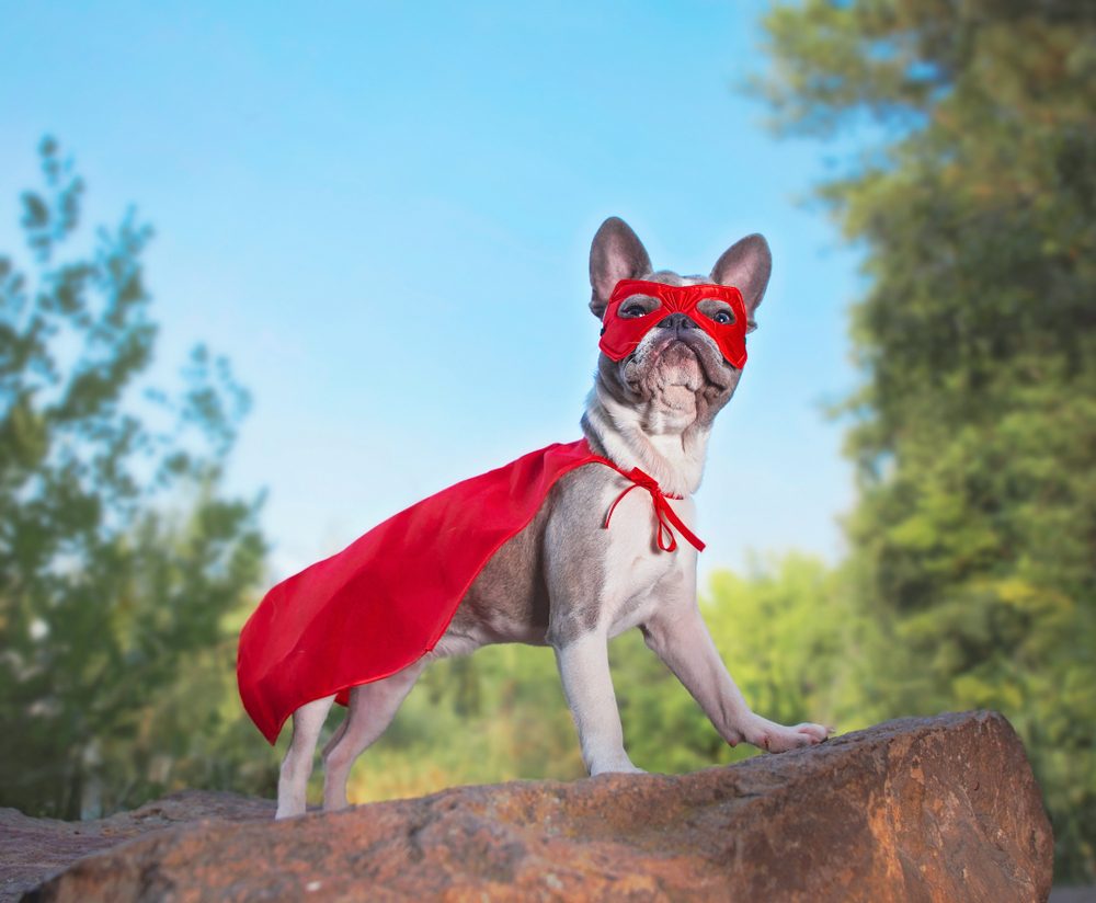 A French Bulldog wears a red superhero cape and mask.