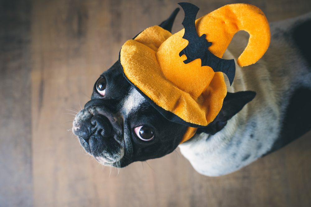 A black and white French Bulldog wears an orange witch hat with a black bat on it.