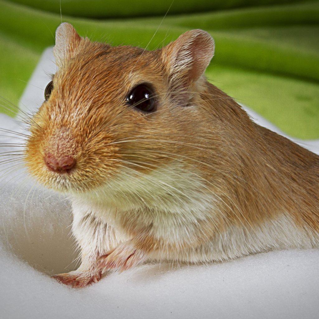 Gerbil sits on foam