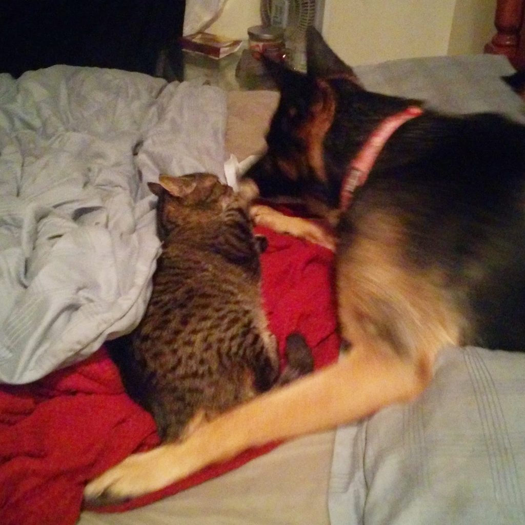 A German Shepherd and a Toyger cat sniff each other