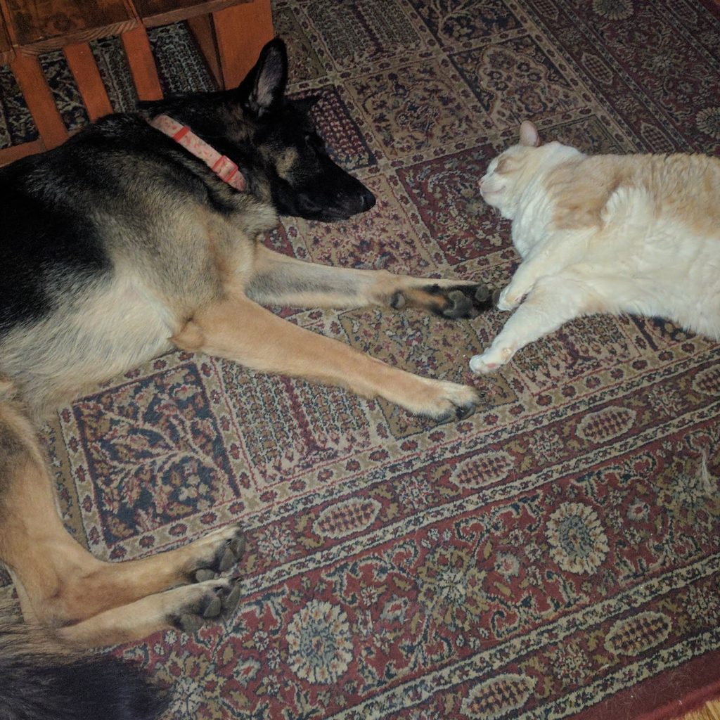 A German Shepherd and a tabby cat sleep together on a carpet
