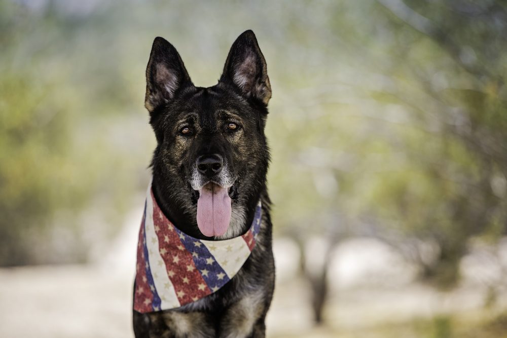 A German Shepherd wears a patriotic Stars and Stripes bandana.