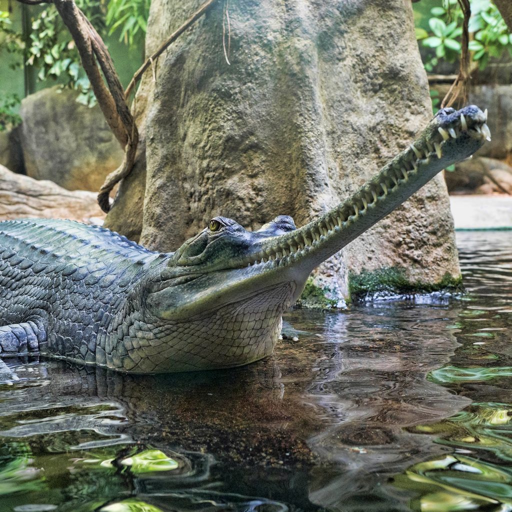 Gharial rests in the water by a tree