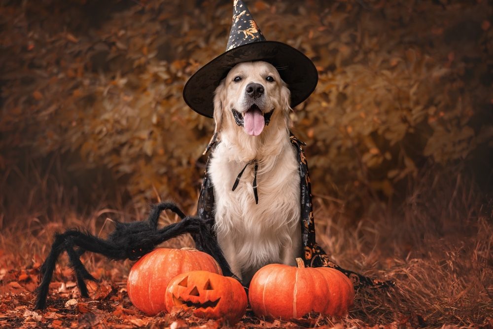 A Golden Retriever dressed as a wizard sits beside a creepy spider and several pumpkins.